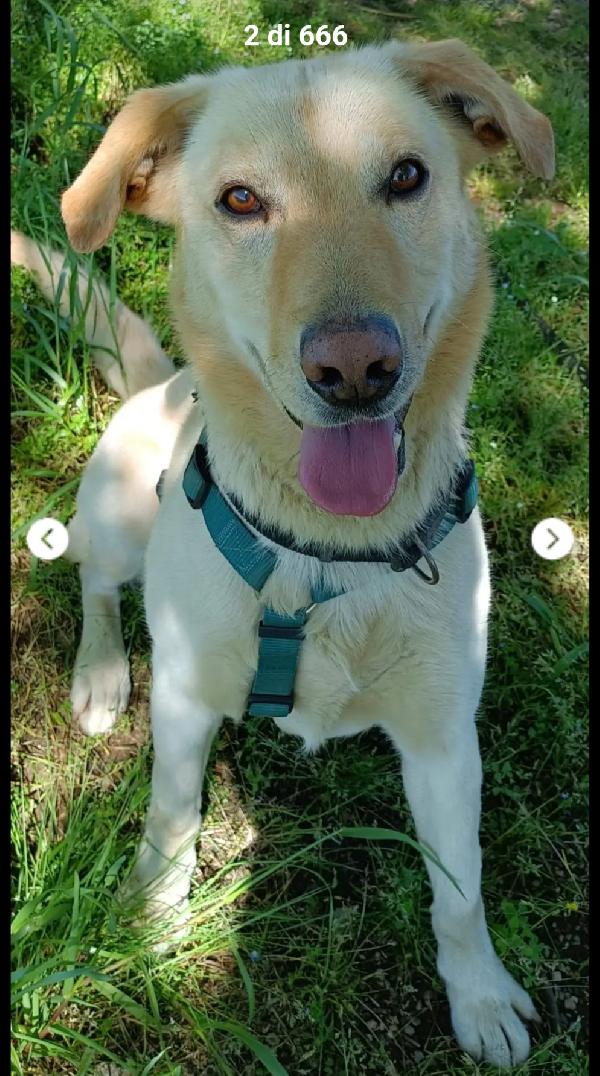 Vasco 4anni tg contenuta sballottato povera anima.LOMBARDIA Foto 3